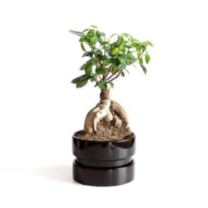 Bonsai